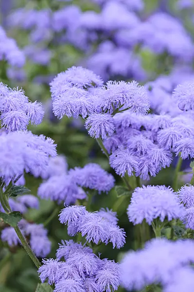 487227 - Floss flower (Ageratum houstonianum 'Blue Horizon')