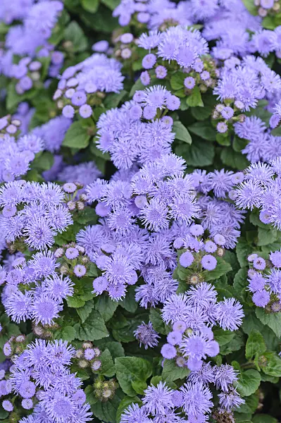 487091 - Floss flower (Ageratum houstonianum 'Leilani Blue')