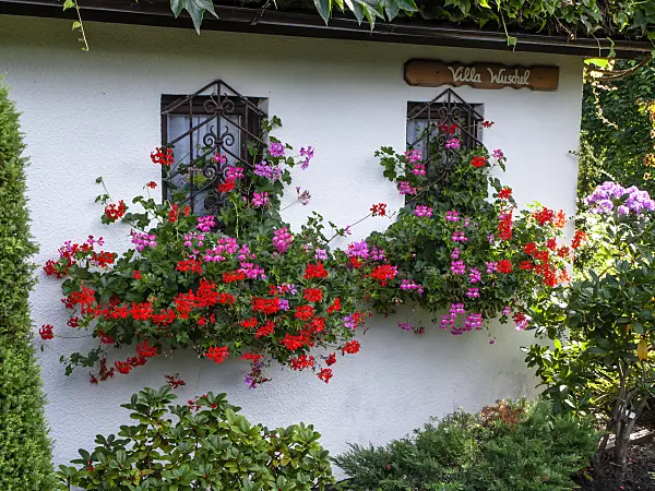 428088 - Flower boxes with pelargoniums at a garden house