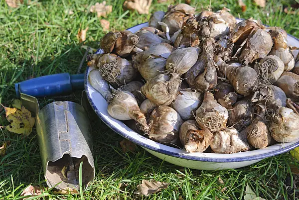517005 - Flower bulbs in a bowl with bulb planter