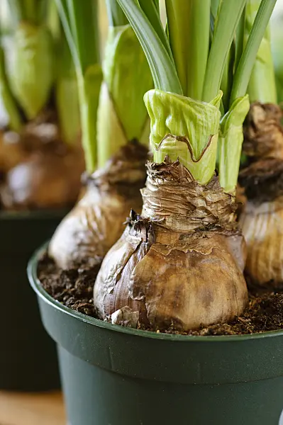 483181 - Flower bulbs in a pot