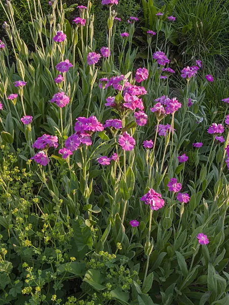 402002 - Flower of jove (Lychnis flos-jovis syn. Silene flos-jovis)