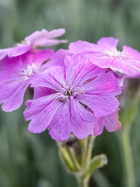 448061 - Flower of jove (Lychnis flos-jovis syn. Silene flos-jovis)