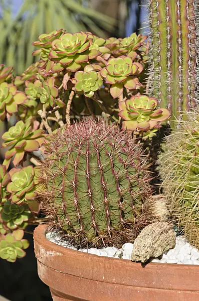 533094 - Flower tub with cacti and succulents