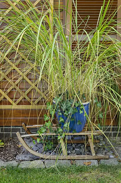 477018 - Flower tub with grass and ivy on a sledge