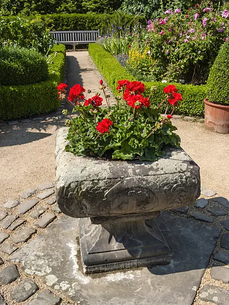 414176 - Flower tub with pelargoniums in a farm garden