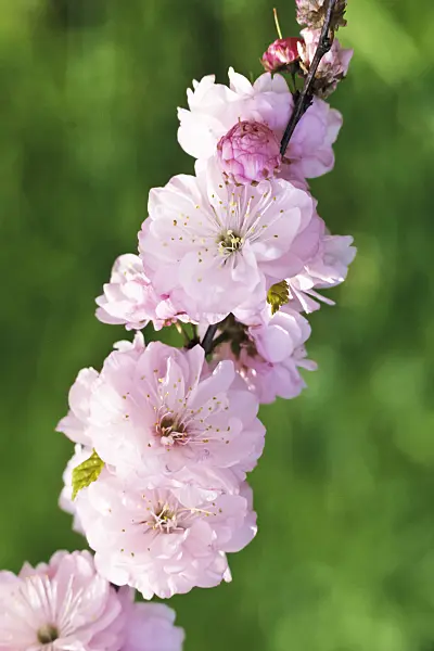 364034 - Flowering almond (Prunus triloba 'Multiplex')