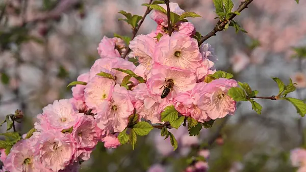 495307 - Flowering almond (Prunus triloba 'Multiplex')