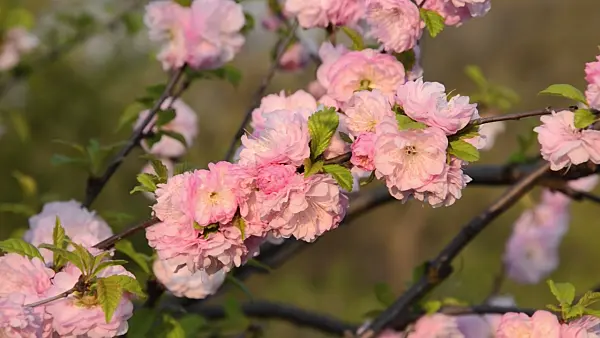 495308 - Flowering almond (Prunus triloba 'Multiplex')