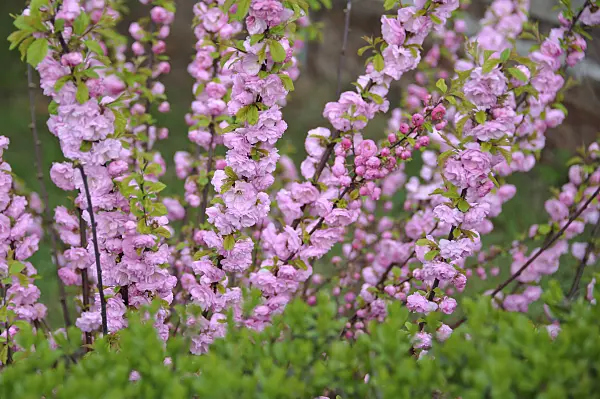 517217 - Flowering almond (Prunus triloba 'Multiplex')