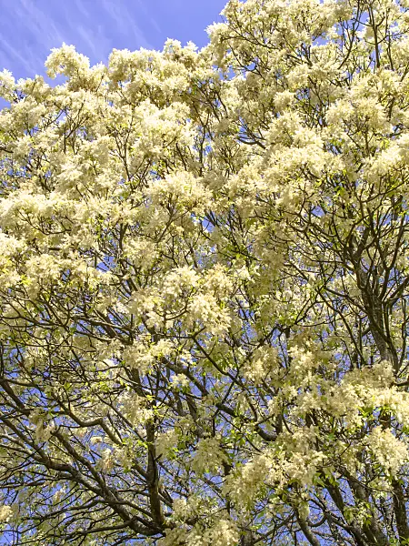 437304 - Flowering ash (Fraxinus ornus)
