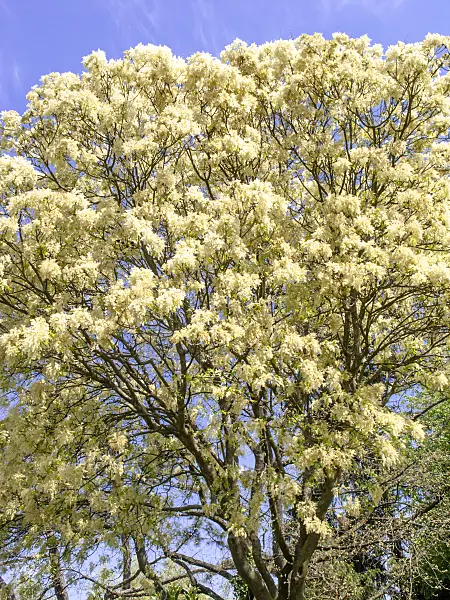 437305 - Flowering ash (Fraxinus ornus)