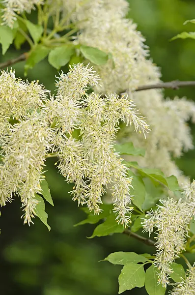 520211 - Flowering ash (Fraxinus ornus)