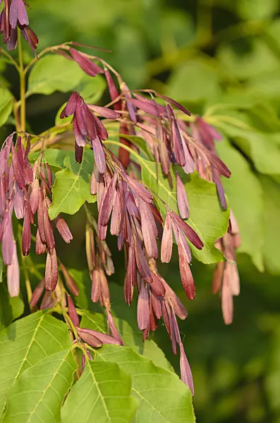 521100 - Flowering ash (Fraxinus ornus)