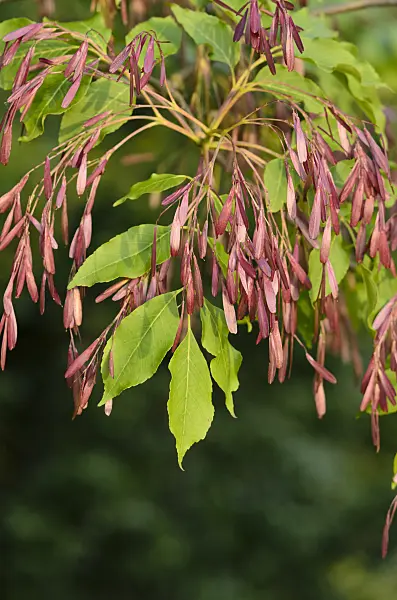 521101 - Flowering ash (Fraxinus ornus)