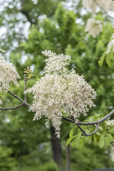 625219 - Flowering ash (Fraxinus ornus)