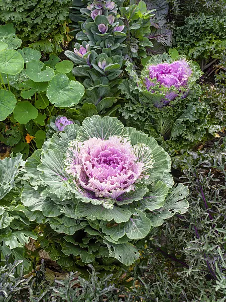453003 - Flowering cabbage (Brassica oleracea)