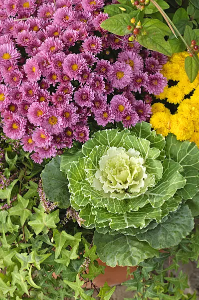 477056 - Flowering cabbage (Brassica oleracea) and chrysanthemums (Chrysanthemum)