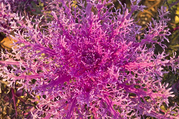 578028 - Flowering cabbage (Brassica oleracea 'Red Peacock')