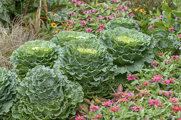 575029 - Flowering cabbage (Brassica oleracea var. acephala)