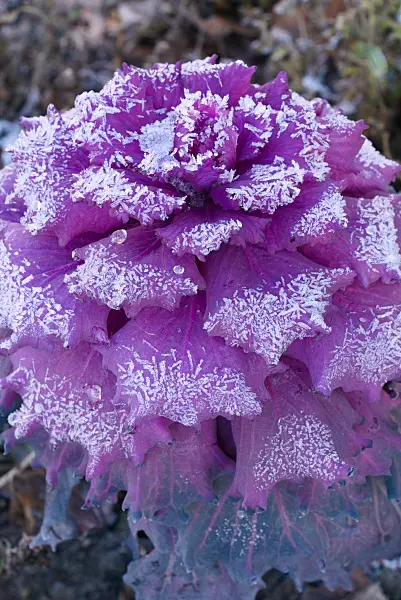 672019 - Flowering cabbage (Brassica oleracea) with hoar frost