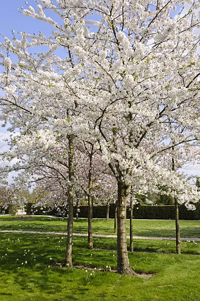 483225 - Flowering cherry trees