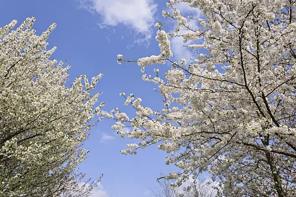 483226 - Flowering cherry trees