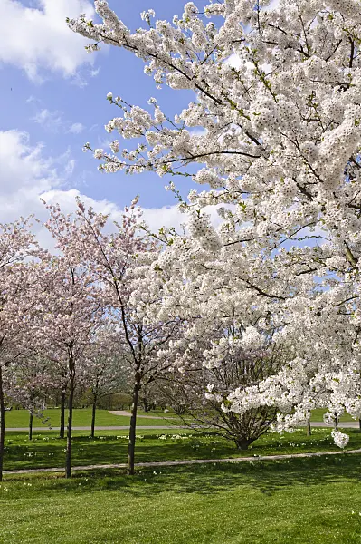 483229 - Flowering cherry trees
