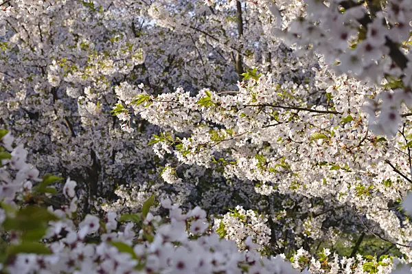 483301 - Flowering cherry trees