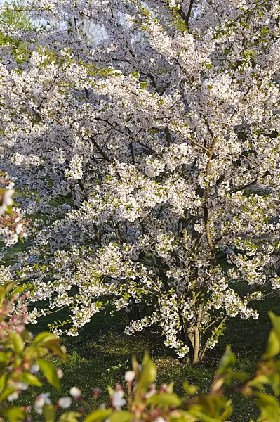 483304 - Flowering cherry trees