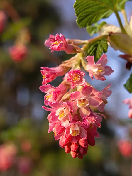 424119 - Flowering currant (Ribes sanguineum)