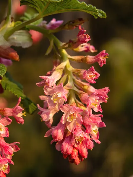 424120 - Flowering currant (Ribes sanguineum)