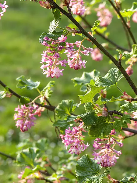 424122 - Flowering currant (Ribes sanguineum)