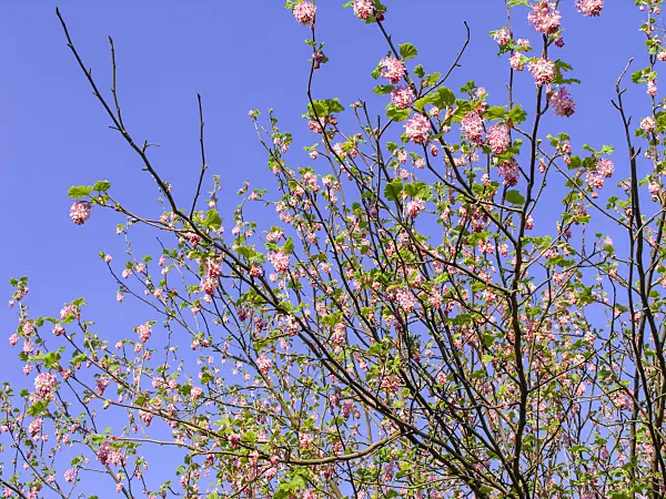 447038 - Flowering currant (Ribes sanguineum)