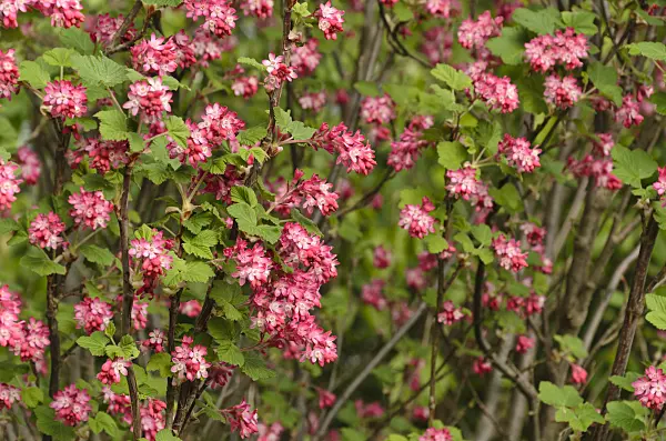495169 - Flowering currant (Ribes sanguineum)