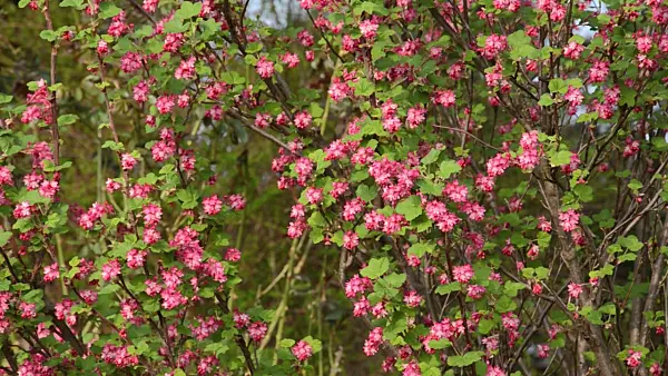 495272 - Flowering currant (Ribes sanguineum)