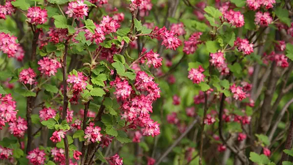 495273 - Flowering currant (Ribes sanguineum)