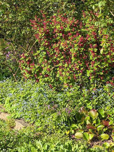 459061 - Flowering currant (Ribes sanguineum) and Siberian bugloss (Brunnera macrophylla syn. Myosotis macrophylla)