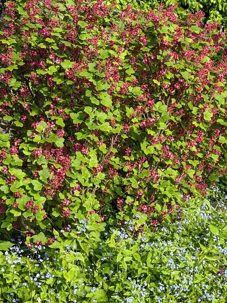 459062 - Flowering currant (Ribes sanguineum) and Siberian bugloss (Brunnera macrophylla syn. Myosotis macrophylla)