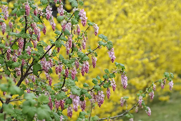 490139 - Flowering currant (Ribes sanguineum 'Atrorubens')