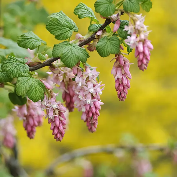 490140 - Flowering currant (Ribes sanguineum 'Atrorubens')