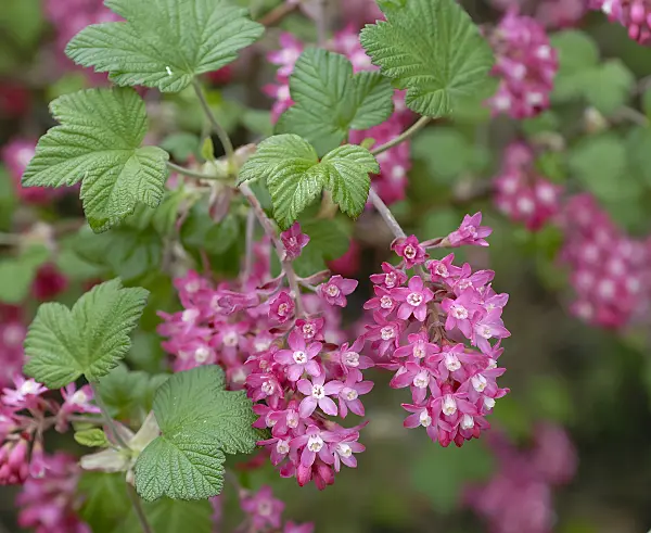 471456 - Flowering currant (Ribes sanguineum 'King Edward VII')