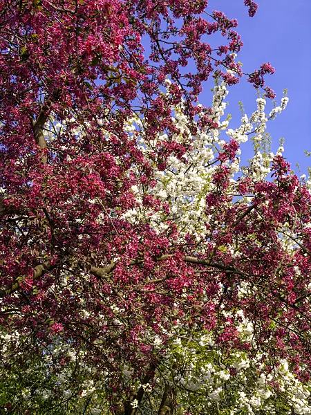 459076 - Flowering fruit trees