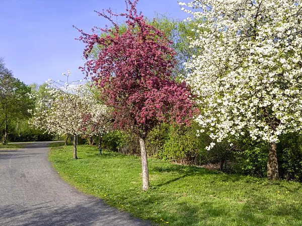 459077 - Flowering fruit trees