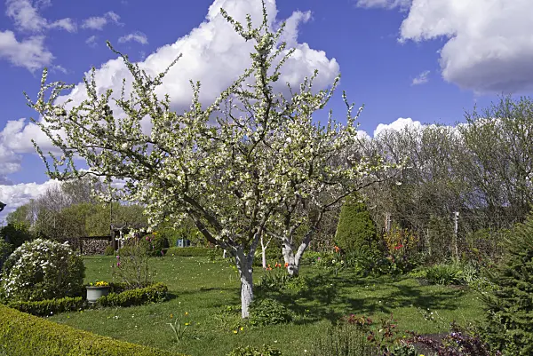 570027 - Flowering fruit trees