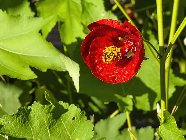 429006 - Flowering maple (Abutilon Herzblut)