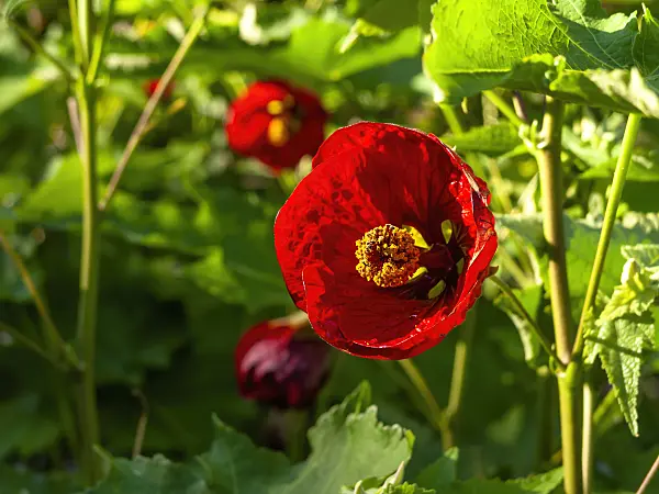 429007 - Flowering maple (Abutilon Herzblut)