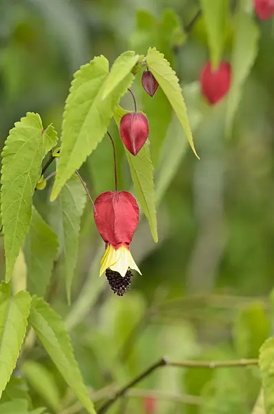 535199 - Flowering maple (Abutilon megapotamicum)