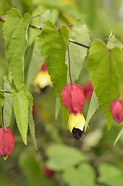 535200 - Flowering maple (Abutilon megapotamicum)