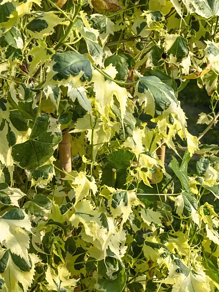 438246 - Flowering maple (Abutilon Souvenir de Bonn)
